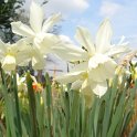 Narcissus triandrus 'Thalia' PB 4
